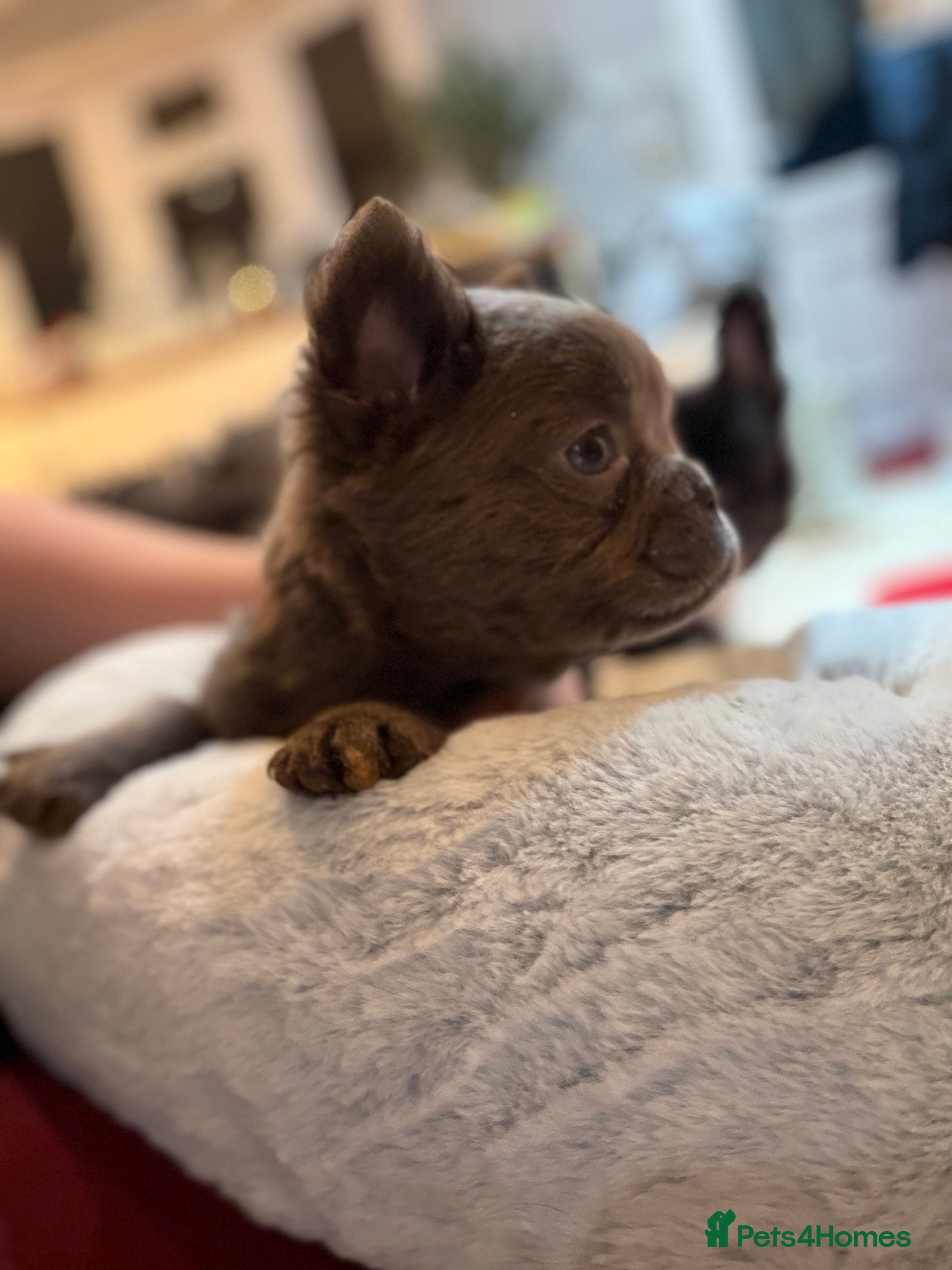 French Bulldog dogs Fluffy French bulldog puppies health clear  - Advert 15