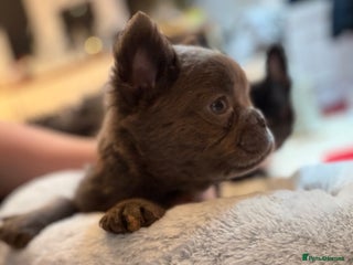 French Bulldog dogs Fluffy French bulldog puppies health clear - Advert 15