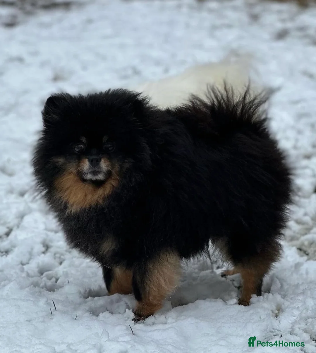 Pomeranian dogs for sale: Adult Pomeranian x2 GIRLs 🎀 - Advert 4