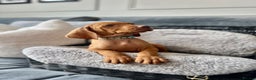 Hungarian Vizsla dogs for sale: 2 Hungarian vizlas available  - Advert 2
