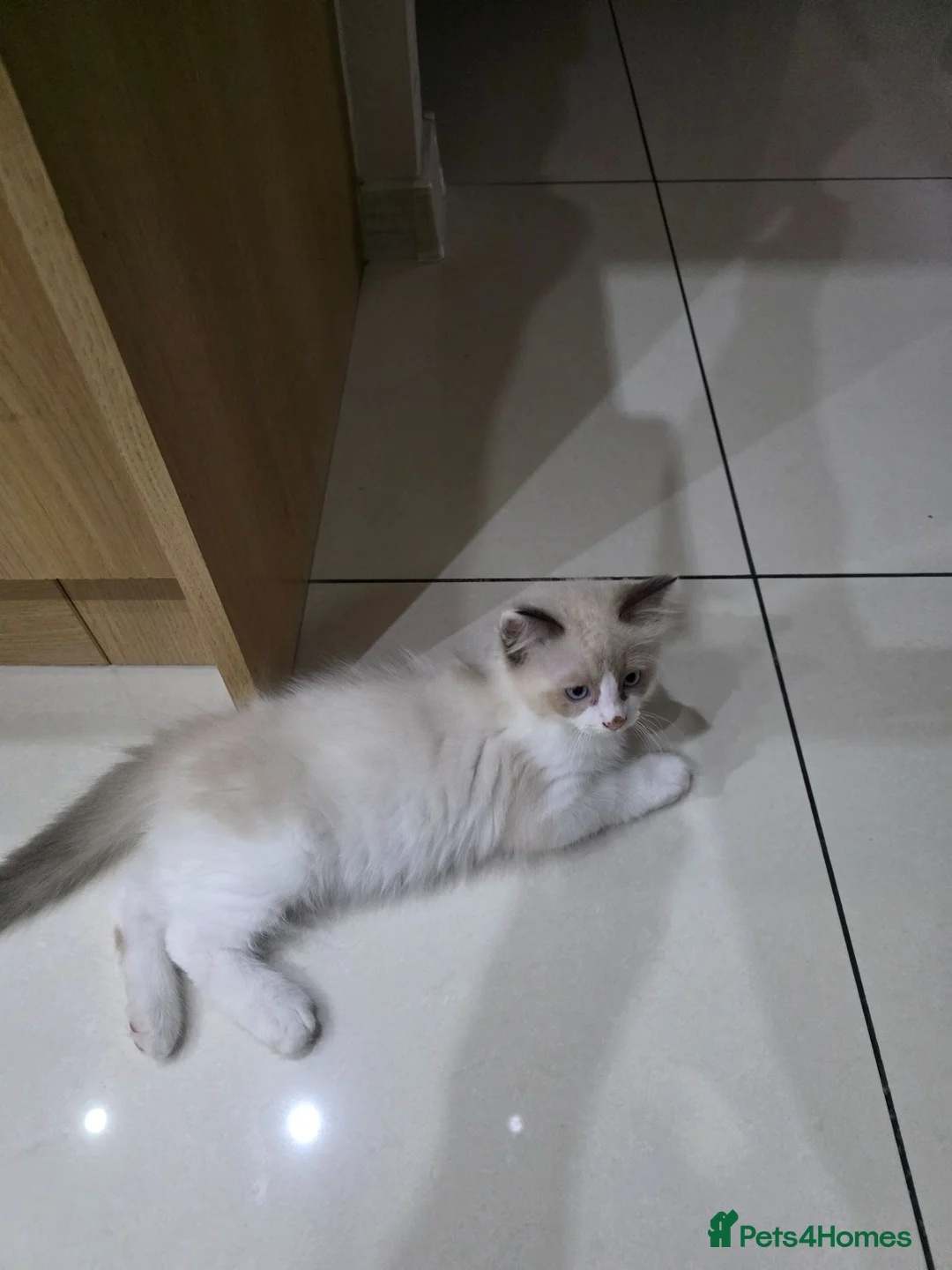 Ragdoll cats for sale: Ragdoll - Advert 6