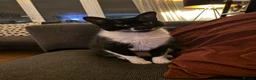 Mixed Breed cats for sale: Gorgeous Tuxedo Male  - Advert 5