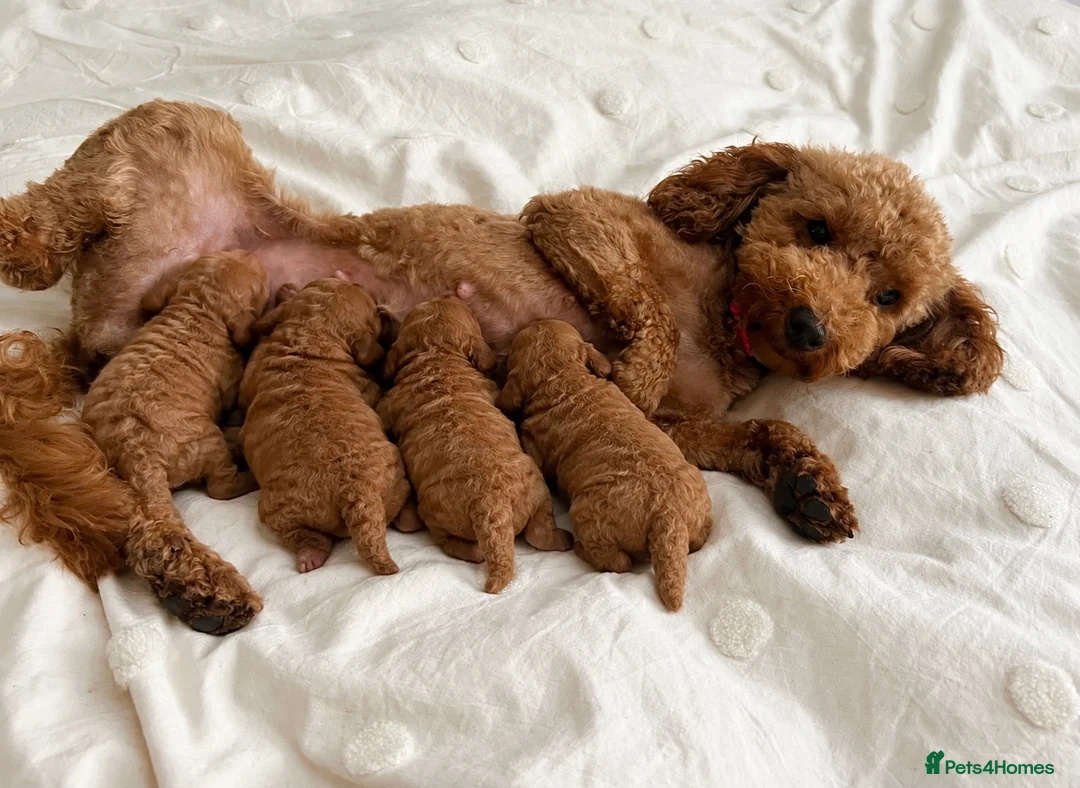 Cavapoo dogs for sale: ❤️STUNNING RUBY F1 CAVAPOO PUPPIES READY NOW❤️ - Advert 2