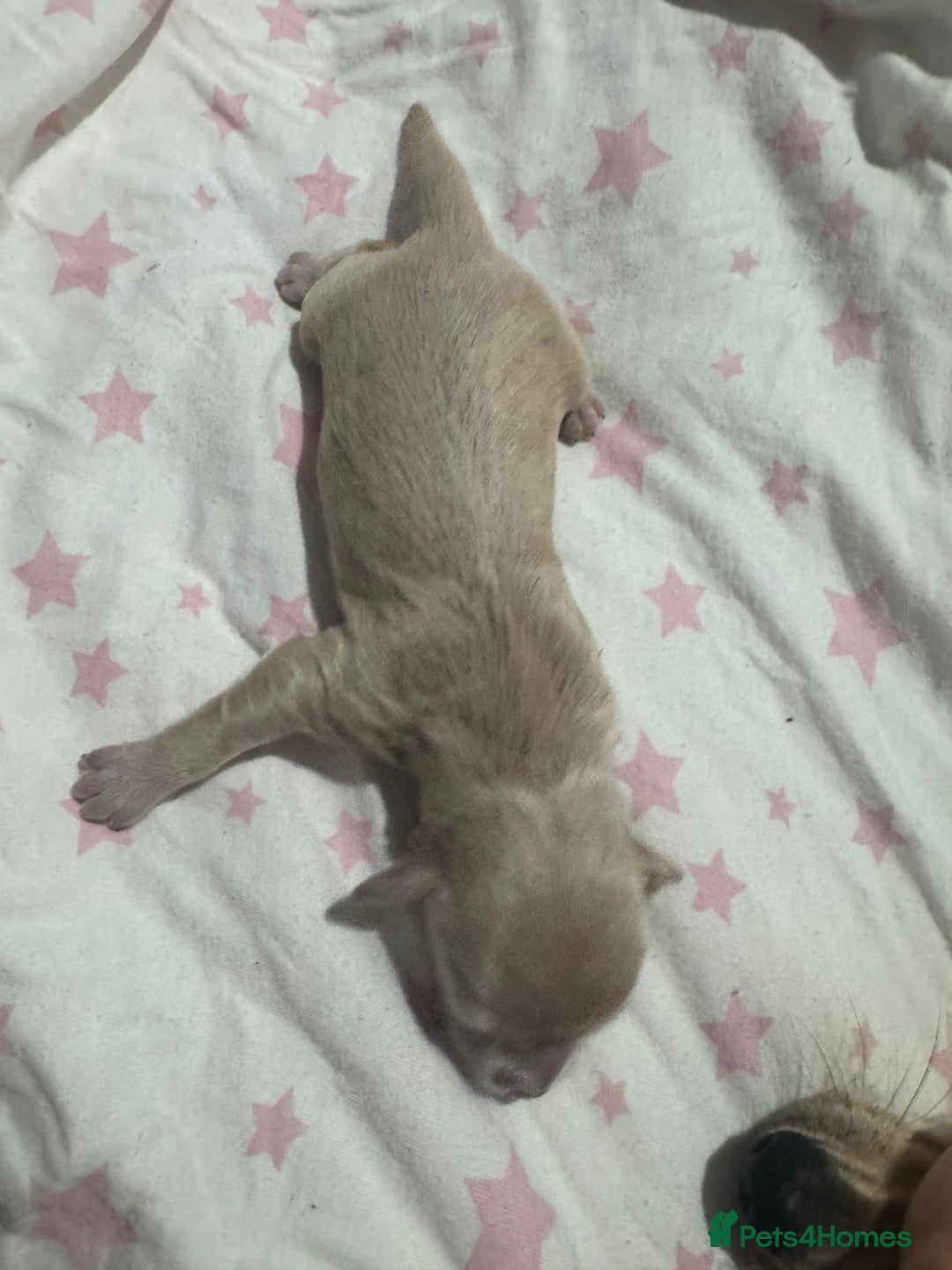 Chipoo dogs for sale: READY TO LEAVE THIS WEEK! Chipoo puppies - Advert 26