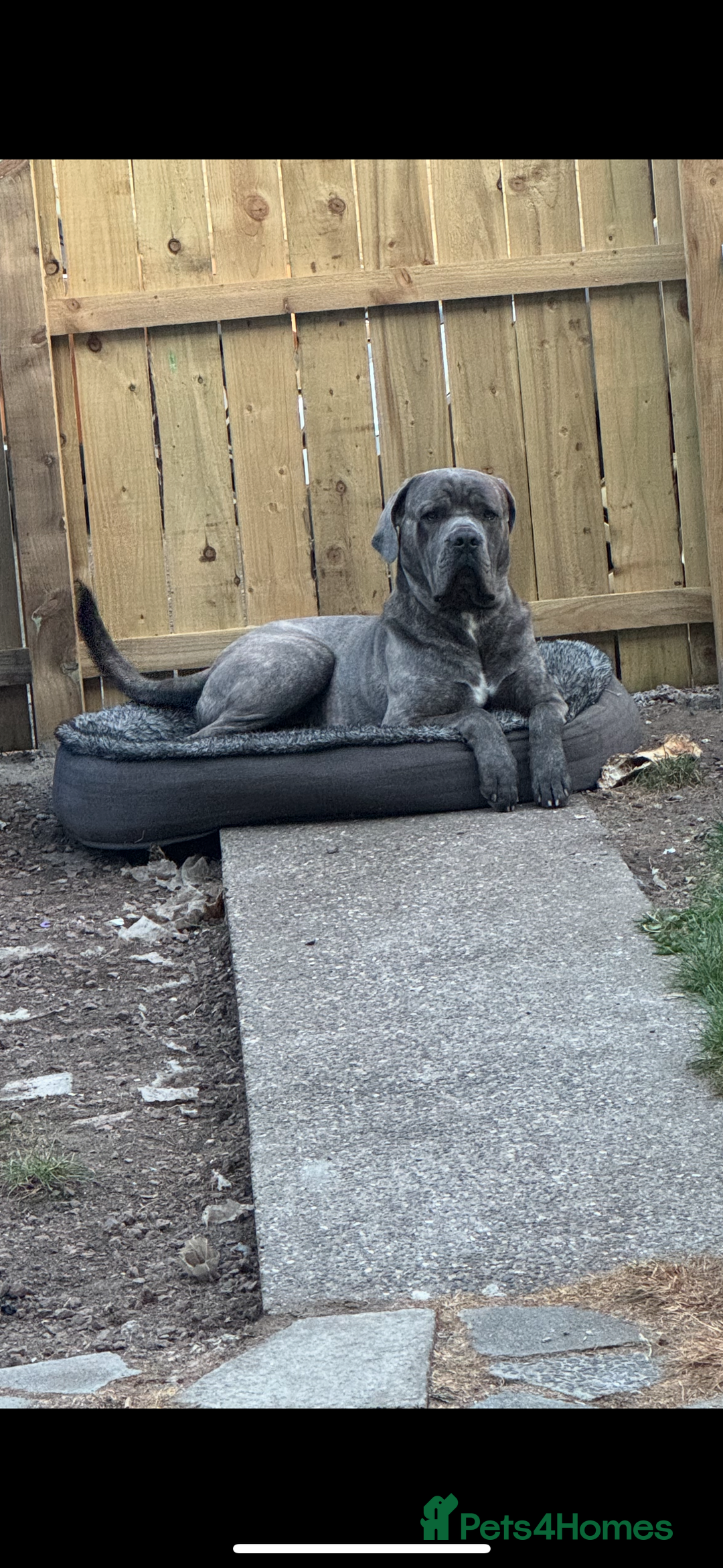 Cane Corso dogs for stud: Male cane corso for stud - Image 3