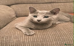 Russian Blue cats for sale: Tica registered kittens  - Image 2