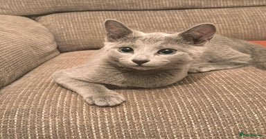 Russian Blue cats - Advert 11