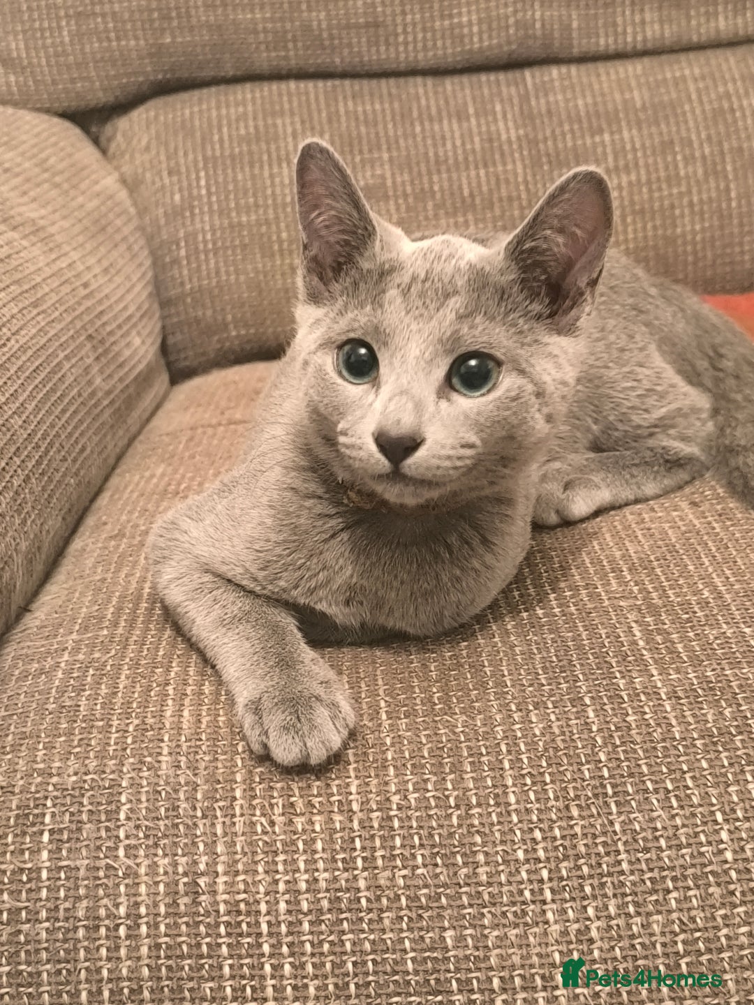 Russian Blue cats for sale: Tica registered kittens  - Image 2