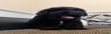 Newfoundland 1