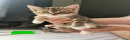 Mixed Breed cats for sale: Beautiful mixed-breed kittens for sale - Advert 9