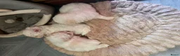Mixed Breed dogs for sale: Bichon Maltese puppies - Advert 12