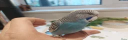 Budgerigars birds for sale: Tame Baby Budgies SOLD - Advert 2