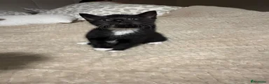 Mixed Breed Kitten 1