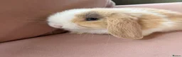 Mini Lop rabbits for sale: Pure mini lop bunnies reared indoors  - Advert 1
