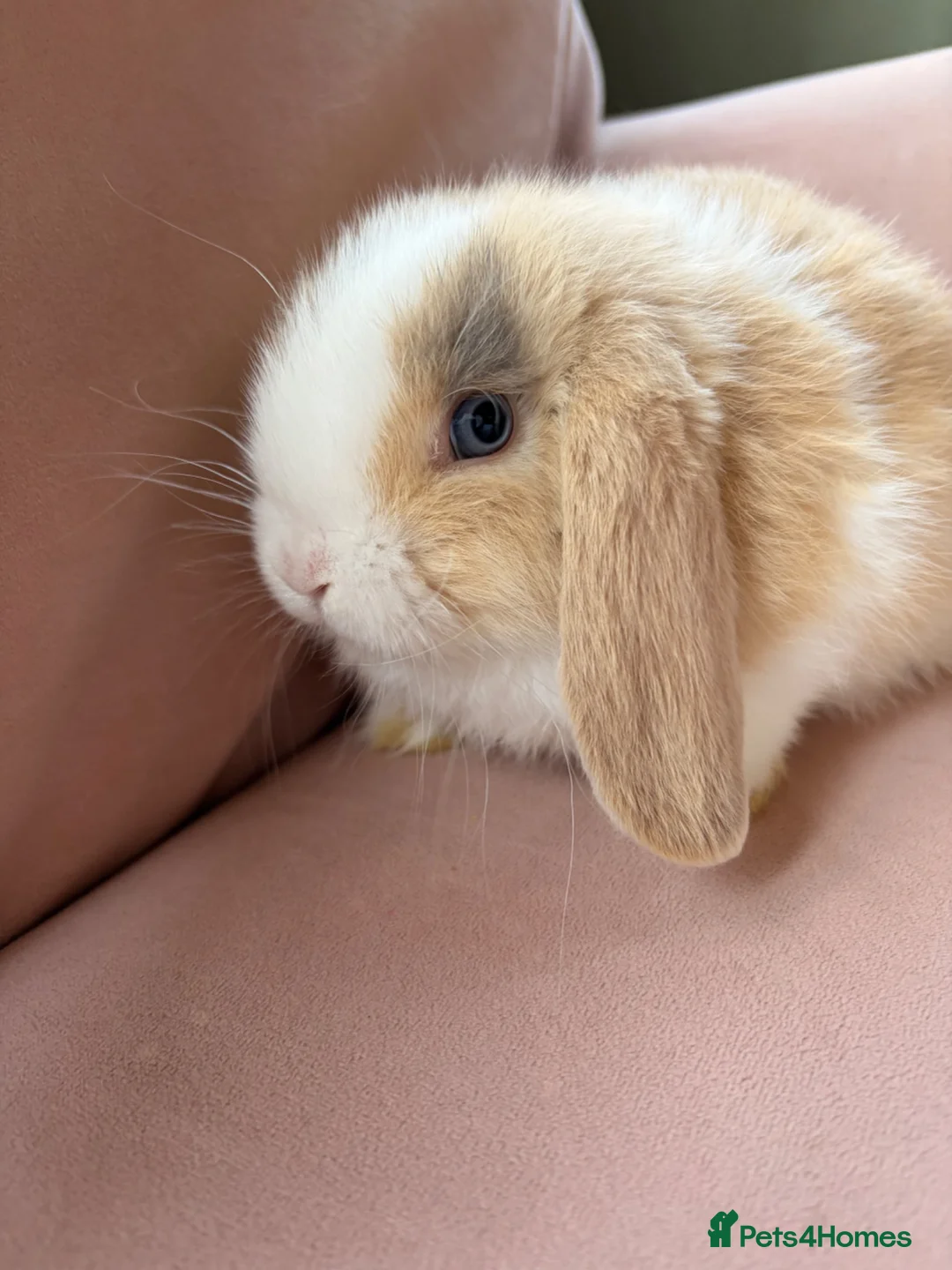 Mini Lop rabbits for sale: Pure mini lop bunnies reared indoors  - Advert 1
