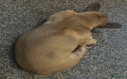 French Bulldog dogs for sale: Beautiful adult female Frenchie - Image 4