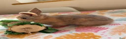 Mixed Breed rabbits for sale: Baby Rabbits for sale - mixed breed in King's Lynn - Advert 2