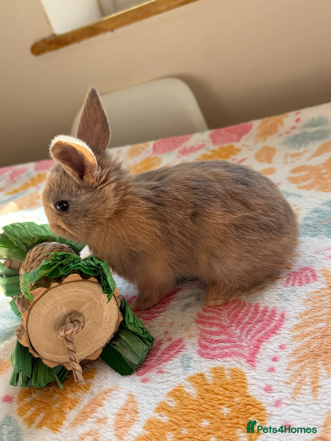 Mixed Breed rabbits for sale: Baby Rabbits for sale - mixed breed in King's Lynn - Advert 2