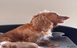 Cocker Spaniel dogs for sale: Beautiful KC Cocker spaniels  - Image 7