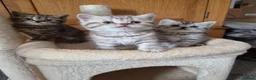 British Shorthair cats for sale: Gorgeous British Shorthair kittens  - Advert 9