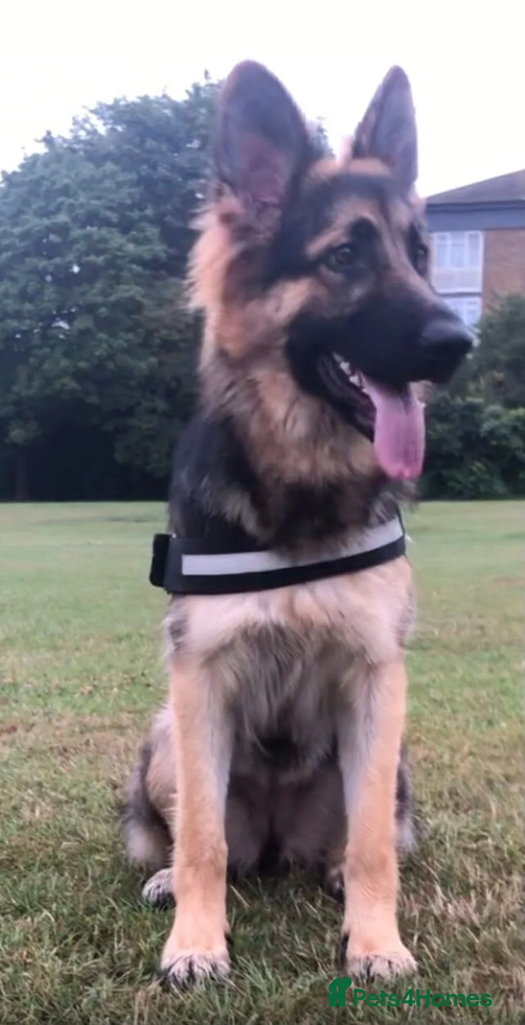 German Shepherd dogs for sale: German Shepherd Puppies  - Advert 2