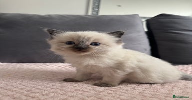 Ragdoll cats - Advert 4
