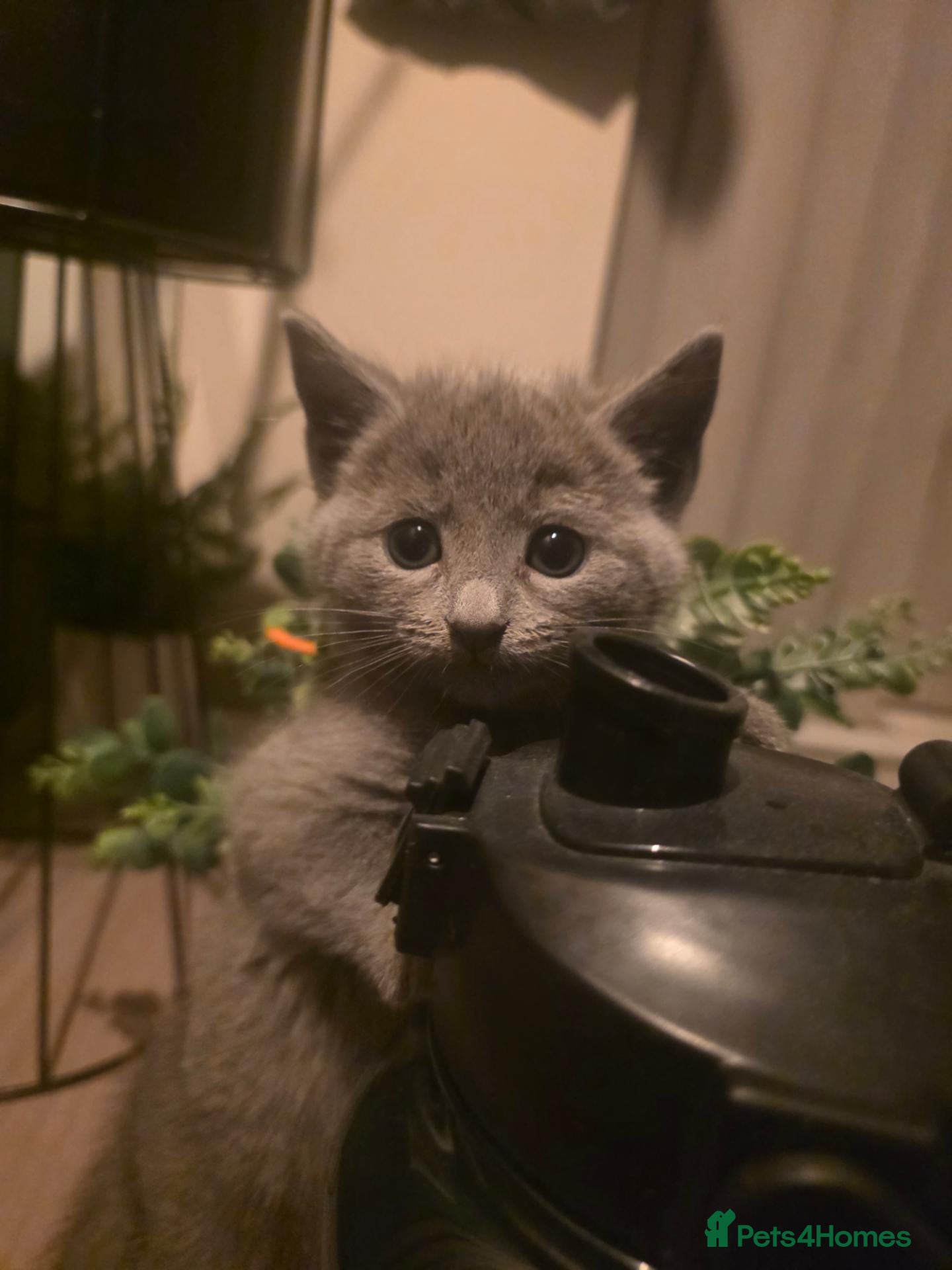 Russian Blue cats 🐾 Beautiful Russian Blue Kittens 🐾 - Advert 2