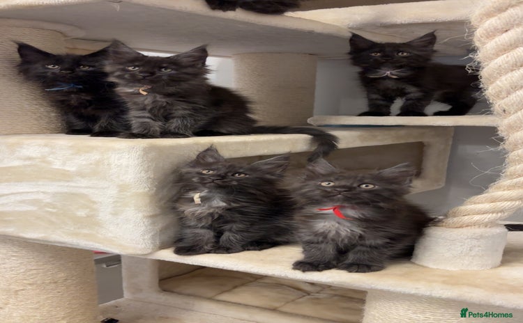 Maine Coon cats - Advert 9