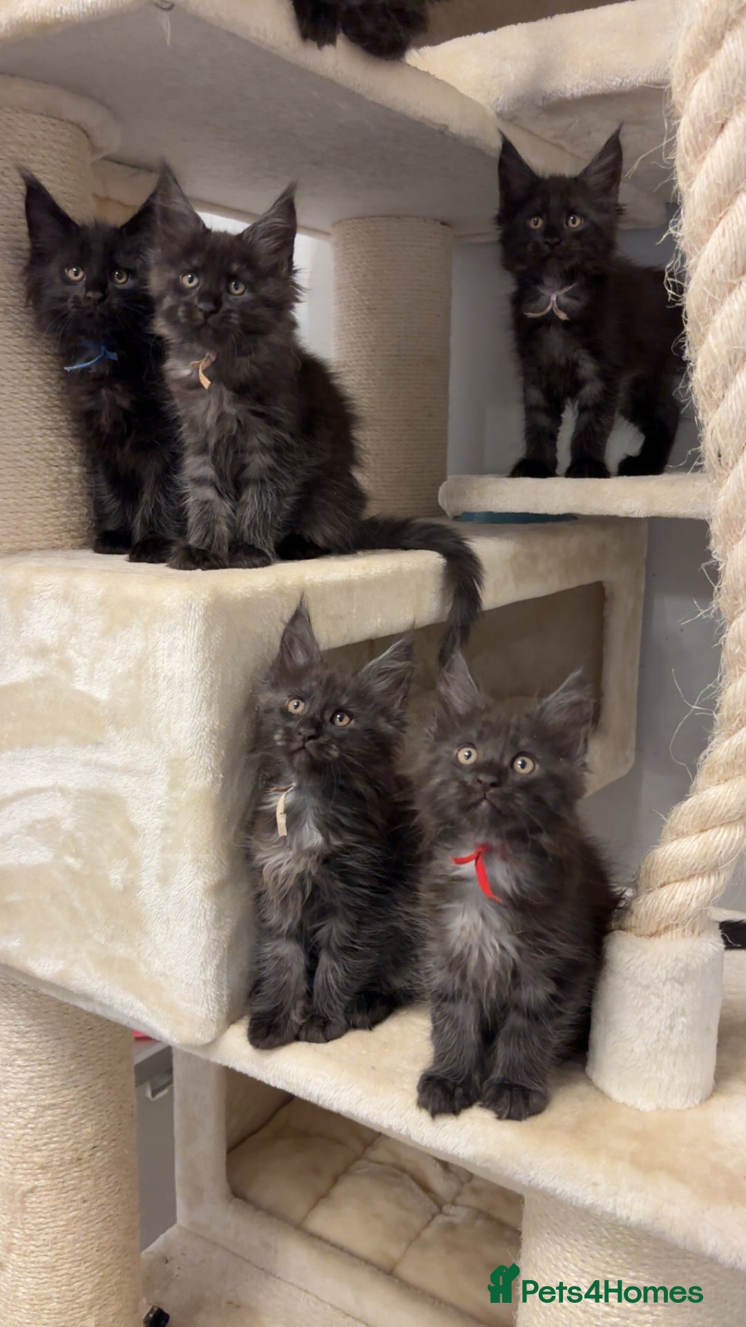 Maine Coon cats for sale: Precious little babies ❤️💙 - Image 1
