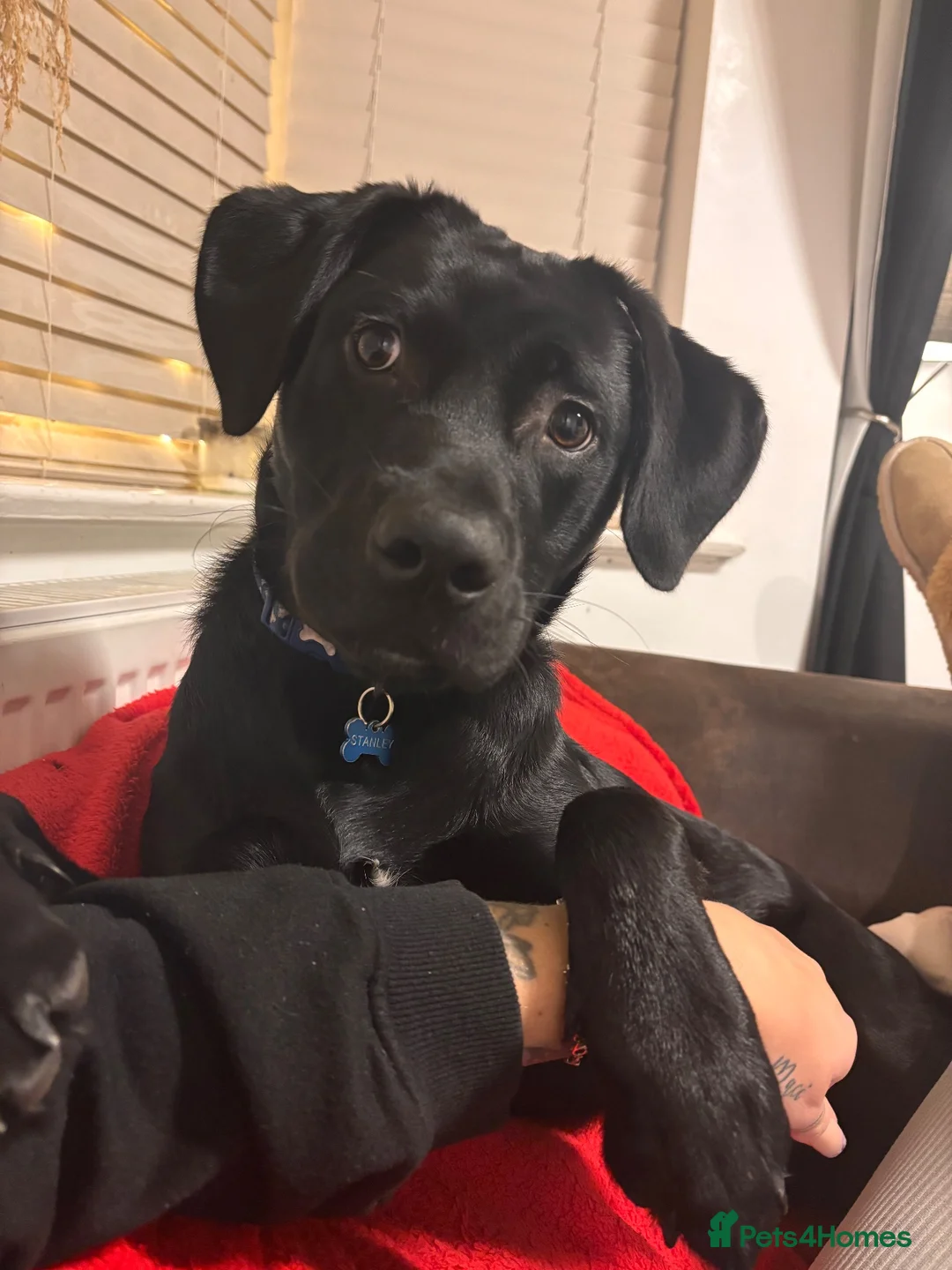 Labrador Retriever dogs for sale: OUR BEAUTIFUL STANLEY IS LOOKING FOR A LOVING HOME in Oldham - Advert 1