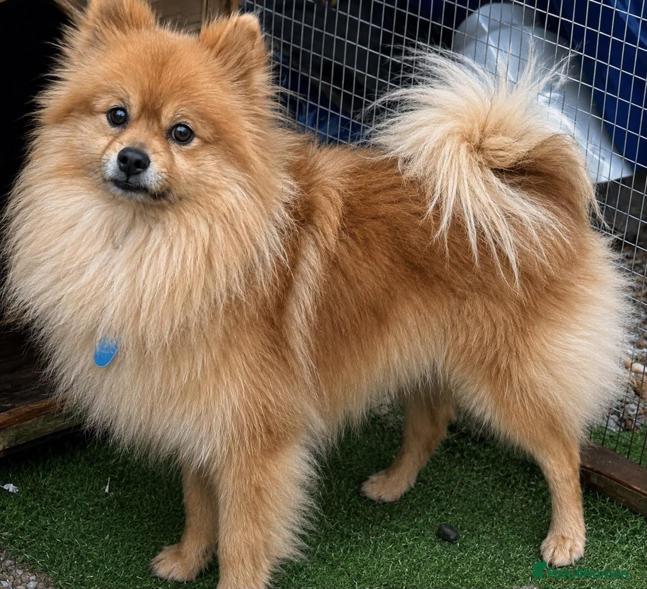 Pomeranian dogs Pomeranian pups - Advert 1