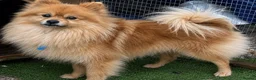 Pomeranian dogs for sale: Pomeranian pups in Glasgow - Advert 1