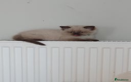 Ragdoll cats for sale: Ragdoll boy for sale - Image 4