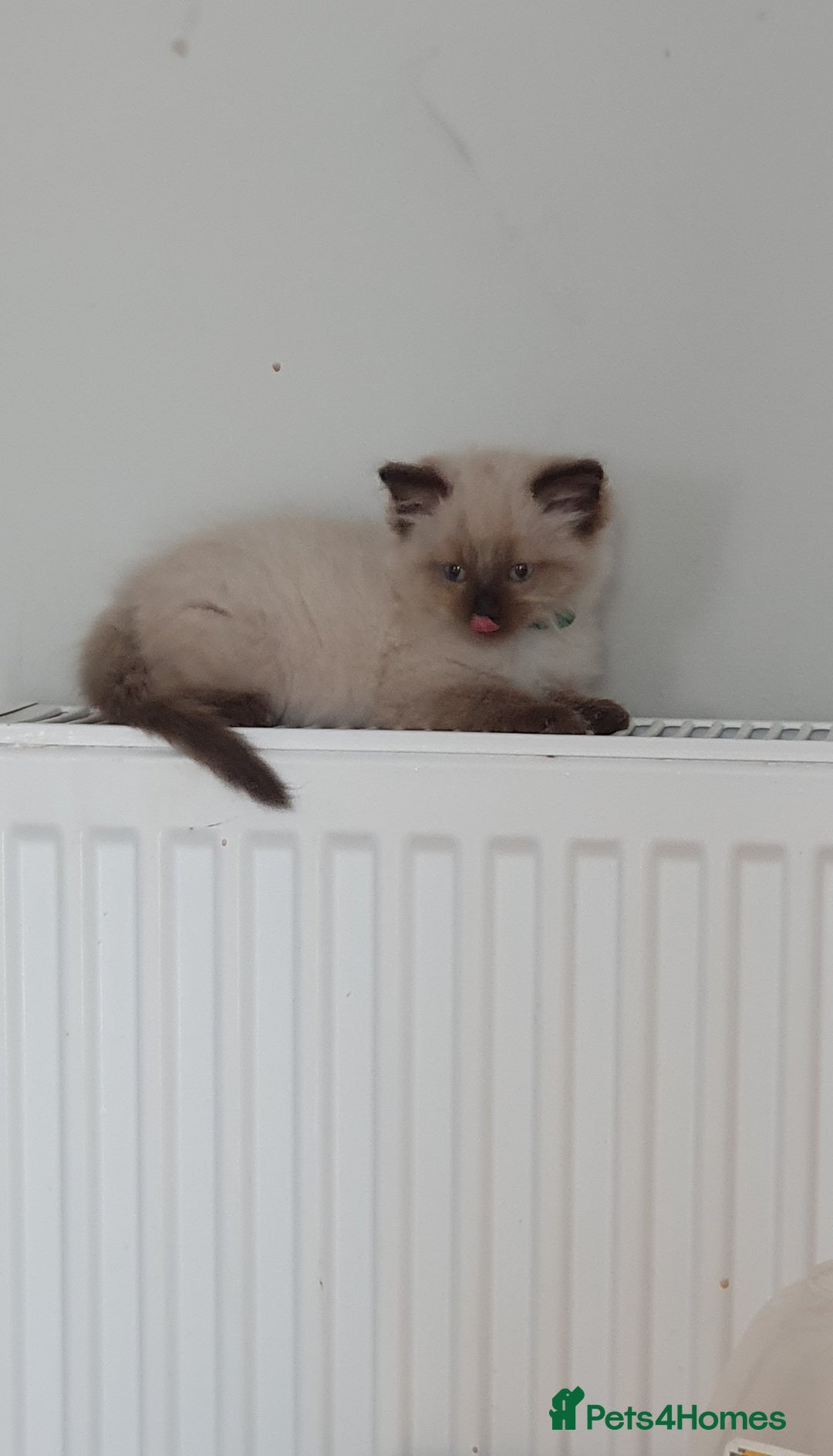 Ragdoll cats for sale: Ragdoll boy for sale - Image 4