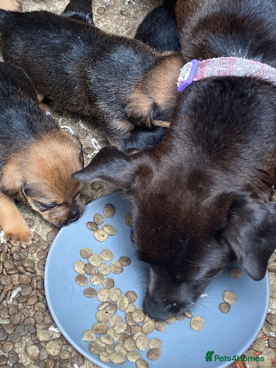 Mixed Breed dogs for sale: Patterdale x border terrier  - Image 20