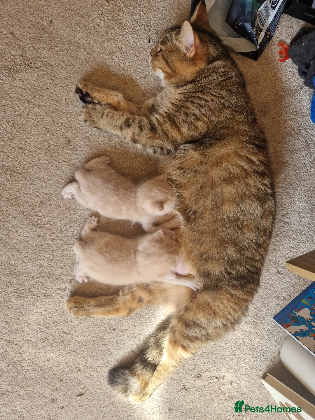 Mixed Breed cats for sale: Last One Left! Male Tabby Kitten - Ready Now - Advert 2