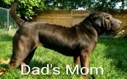 Shar Pei dogs for sale: ONLY 2 LEFT! Beautiful Champion Shar Pei Puppies!  - Image 12