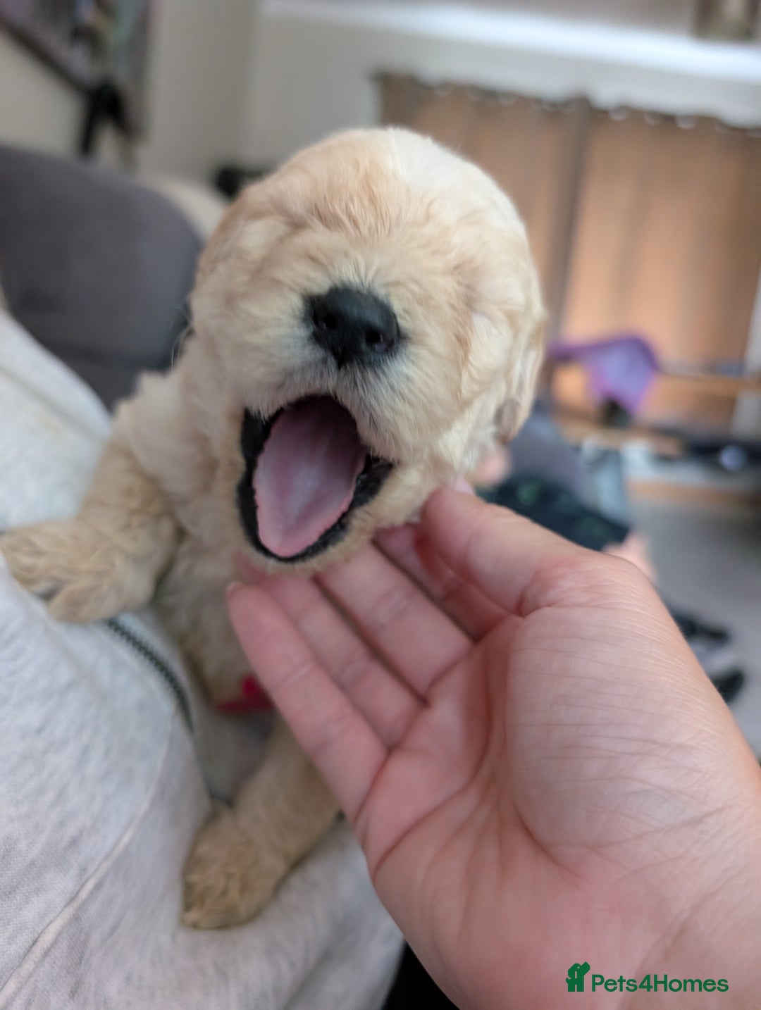 Labradoodle dogs for sale: F1 standard Labradoodle puppies  - Image 32