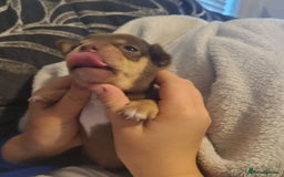 Chihuahua dogs for sale: Smooth coat chihuahua  - Image 13