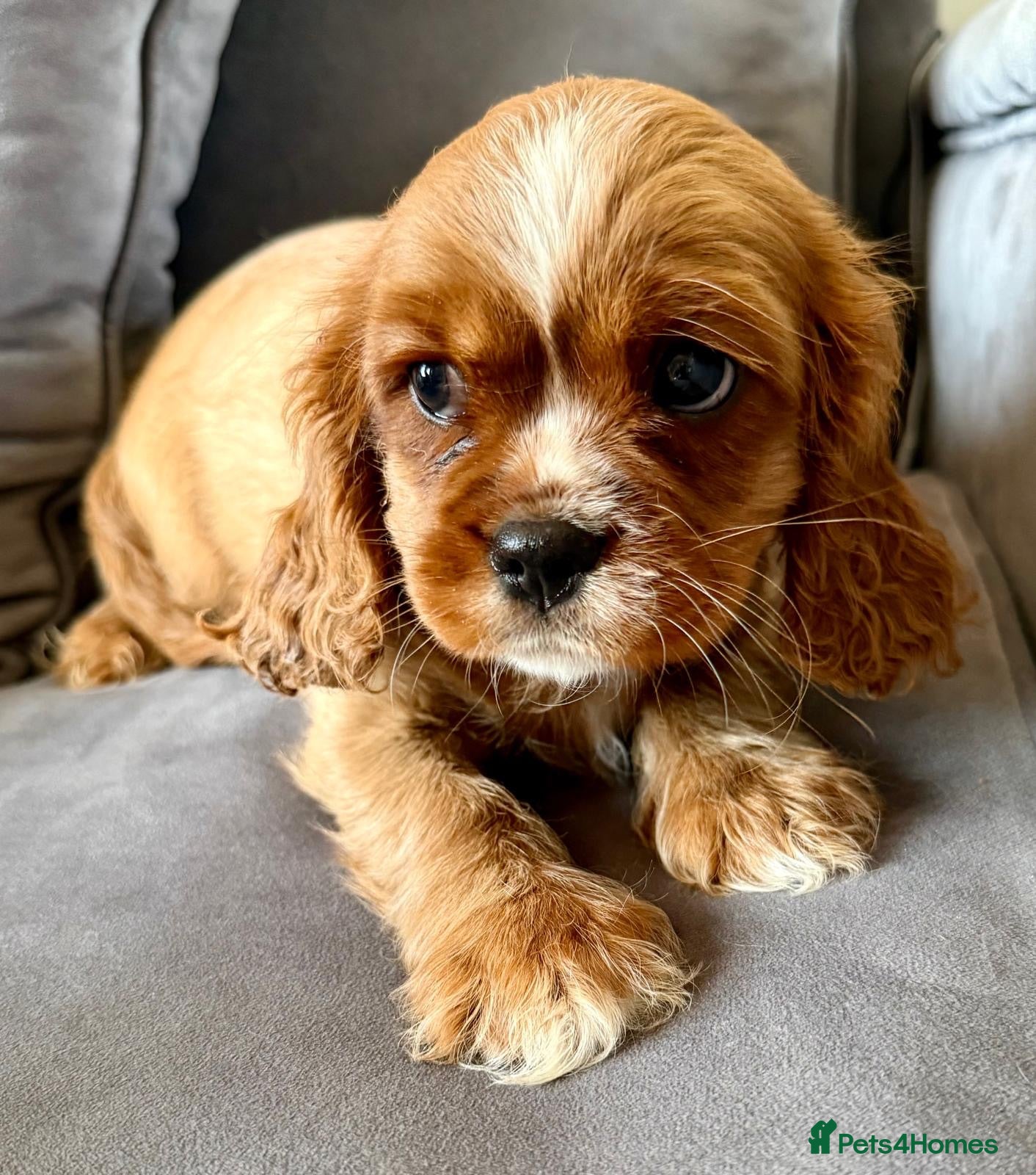 Cavalier King Charles Spaniel dogs Beautiful KC Registered Litter - Advert 1