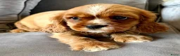 Cavalier King Charles Spaniel dogs for sale: Beautiful KC Registered Litter - Advert 1