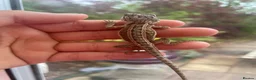 Bearded Dragon reptiles for sale: Super friendly bearded dragons - Advert 6