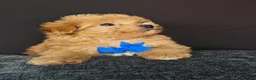 Maltipoo dogs for sale: Maltipoo Miny ready to Leave soon - Advert 35