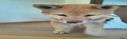 Japanese Shiba Inu dogs for sale: Pure Breed Japanese Shiba Inu Puppies  in Goole - Advert 35