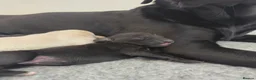 Mixed Breed dogs for sale: 🐾 Labrador × Whippet Puppies! 🐾 - Advert 18