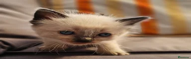 Ragdoll Kitten 4