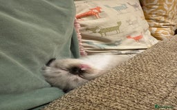 Ragdoll cats for sale: Adorable Ragdoll X Snow Bengal Kittens - Advert 14