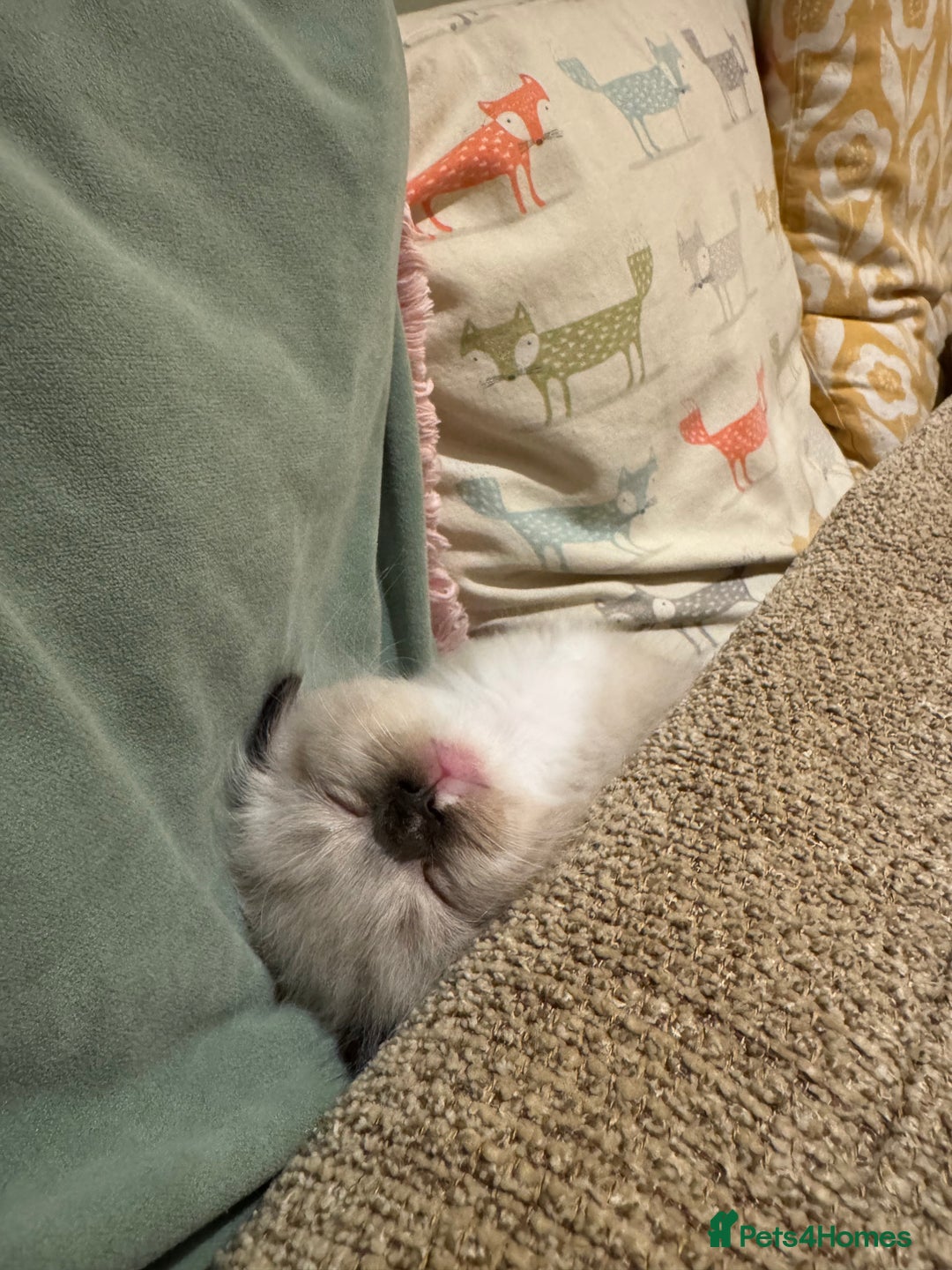 Ragdoll cats for sale: Adorable Ragdoll X Snow Bengal Kittens - Advert 14