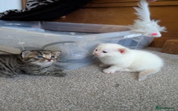 Mixed Breed cats for sale: 2 Beautiful kittens  - Image 1