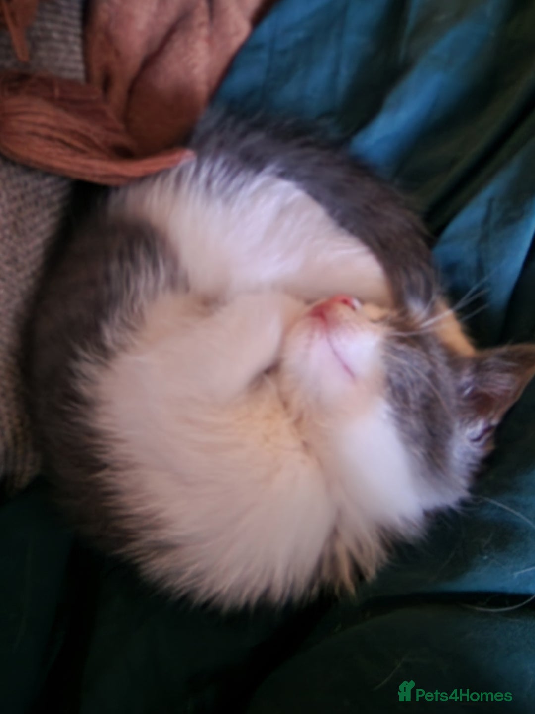 Ragdoll cats for sale: 2 Ragdoll cross kittens - Image 4